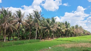 Sâu đầu đen gây hại dừa đã được kiểm soát tốt, chưa đủ điều kiện để hỗ trợ thiệt hại cho người dân bị ảnh hưởng