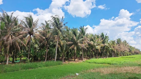 Sâu đầu đen gây hại dừa đã được kiểm soát tốt, chưa đủ điều kiện để hỗ trợ thiệt hại cho người dân bị ảnh hưởng