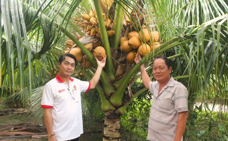 Nông dân Tường Đa thu nhập khá cao nhờ canh tác dừa xiêm đỏ