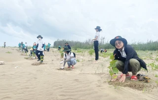 Trồng 1.300 cây nho biển chống sạt lở tại bờ biển xã Thạnh Phong