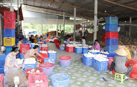 Bình Đại tập trung thực hiện đạt các chỉ tiêu kinh tế - xã hội