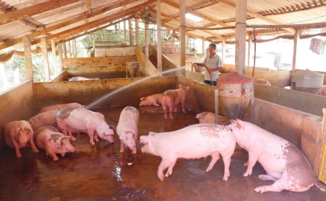 Hiệu quả chính sách hỗ trợ di dời cơ sở chăn nuôi ra khỏi khu vực không được phép chăn nuôi trên địa bàn tỉnh