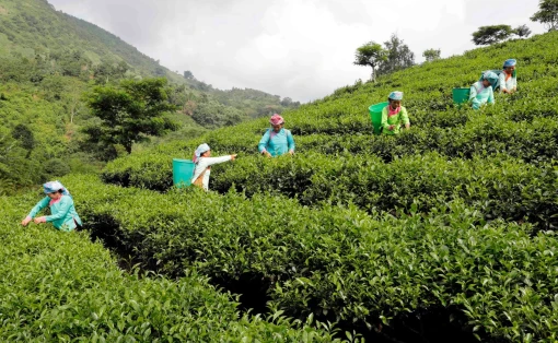 Bổ sung chính sách tín dụng phục vụ phát triển nông nghiệp, nông thôn