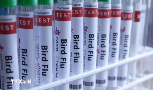 Campuchia ghi nhận ca tử vong thứ năm do cúm gia cầm H5N1